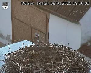 Capi_Dubne_20250409_191003.jpg (1350 x 1080)