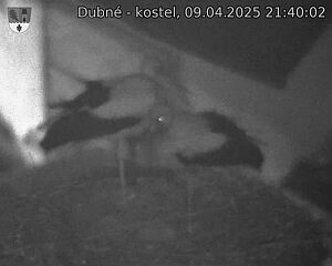 Capi_Dubne_20250409_214002.jpg (1350 x 1080)