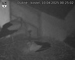 Capi_Dubne_20250410_002502.jpg