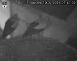 Capi_Dubne_20250410_054002.jpg