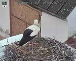 Capi_Dubne_20250410_064003.jpg