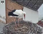 Capi_Dubne_20250410_070002.jpg