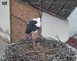 Capi_Dubne_20250410_070503.jpg