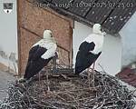 Capi_Dubne_20250410_072503.jpg