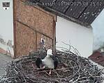 Capi_Dubne_20250410_082502.jpg