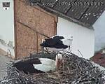 Capi_Dubne_20250410_090002.jpg