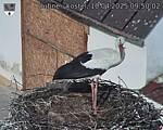 Capi_Dubne_20250410_095002.jpg