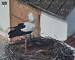 Capi_Dubne_20250410_113502.jpg