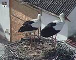Capi_Dubne_20250410_154503.jpg