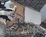 Capi_Dubne_20250410_164502.jpg
