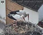 Capi_Dubne_20250410_170503.jpg