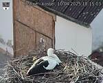 Capi_Dubne_20250410_181503.jpg