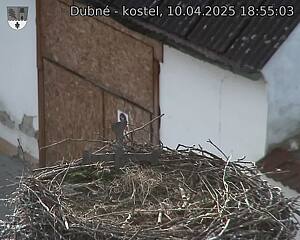 Capi_Dubne_20250410_185503.jpg (1350 x 1080)
