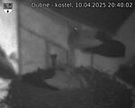 Capi_Dubne_20250410_204002.jpg