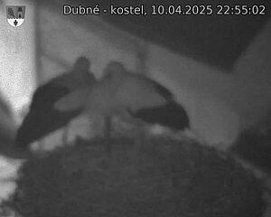 Capi_Dubne_20250410_225502.jpg (1350 x 1080)