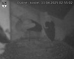 Capi_Dubne_20250411_025502.jpg