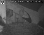 Capi_Dubne_20250411_043002.jpg