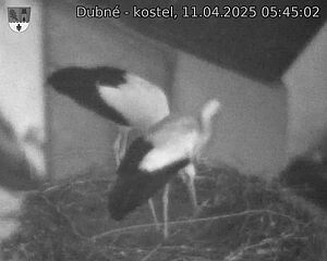 Capi_Dubne_20250411_054503.jpg (1350 x 1080)