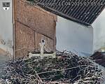 Capi_Dubne_20250411_070504.jpg