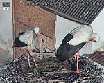 Capi_Dubne_20250411_073004.jpg