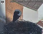 Capi_Dubne_20250411_082503.jpg