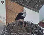 Capi_Dubne_20250411_100003.jpg