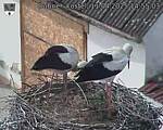 Capi_Dubne_20250411_145503.jpg