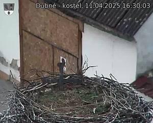Capi_Dubne_20250411_163003.jpg (1350 x 1080)