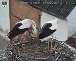 Capi_Dubne_20250411_181002.jpg