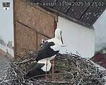 Capi_Dubne_20250411_182502.jpg