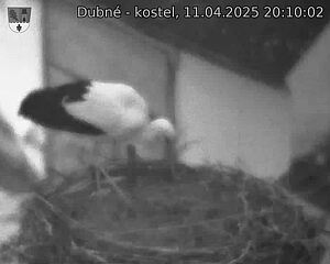 Capi_Dubne_20250411_201002.jpg (1350 x 1080)