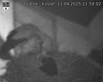 Capi_Dubne_20250411_215002.jpg