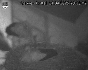 Capi_Dubne_20250411_231002.jpg (1350 x 1080)