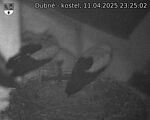 Capi_Dubne_20250411_232502.jpg