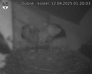Capi_Dubne_20250412_012003.jpg (1350 x 1080)