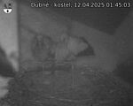 Capi_Dubne_20250412_014503.jpg