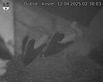Capi_Dubne_20250412_023003.jpg