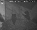 Capi_Dubne_20250412_042002.jpg