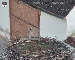 Capi_Dubne_20250412_061504.jpg (1350 x 1080)