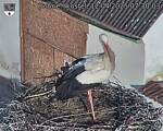 Capi_Dubne_20250412_073003.jpg