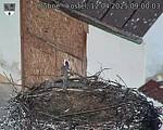 Capi_Dubne_20250412_090003.jpg