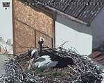 Capi_Dubne_20250412_140003.jpg
