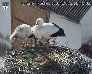 Capi_Dubne_20250412_164002.jpg (1350 x 1080)