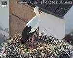 Capi_Dubne_20250412_181003.jpg