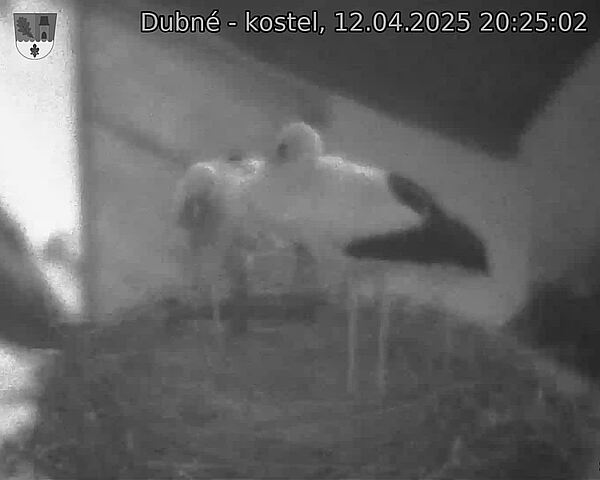 Capi_Dubne_20250412_202502.jpg (1350 x 1080)