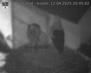 Capi_Dubne_20250412_204502.jpg (1350 x 1080)