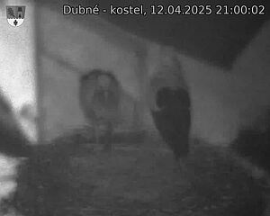 Capi_Dubne_20250412_210002.jpg (1350 x 1080)