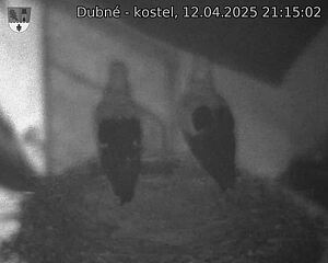 Capi_Dubne_20250412_211502.jpg (1350 x 1080)