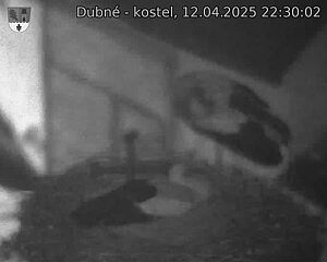 Capi_Dubne_20250412_223002.jpg (1350 x 1080)