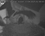 Capi_Dubne_20250413_010003.jpg